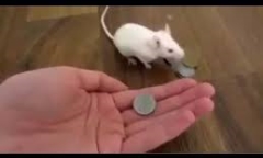 Video: Kinh ngạc với chú chuột thông minh nhất quả đất 
