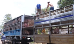 Tiêu hủy 3.115 kg lợn nhập lậu
