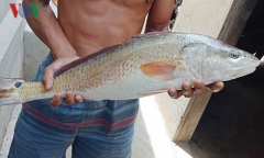 Ngư dân bắt được cá 