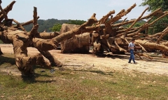 Vụ cây 