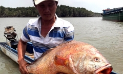 Ngư dân bắt được cá lạ 9kg nghi sủ vàng tiền tỷ