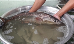 Ngư dân câu được cá