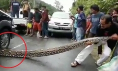 Video: Người dân hò nhau giải cứu trăn khổng lồ dài 10m bị ô tô cán