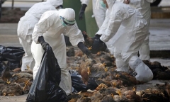 Trung Quốc: Phát hiện ổ dịch cúm gà H5N1 giữa lúc virus corona bùng phát mạnh