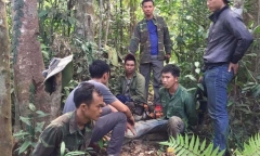 Bắt quả tang trưởng thôn cùng đồng bọn khai thác gỗ lậu