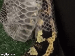 Video: Cận cảnh trăn rừng lột xác lộ bộ da mới bóng bẩy, mỡ màng