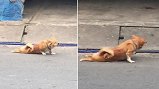 Video: Chú chó giả tàn tật, lê lết xin ăn trên phố Bình Dương