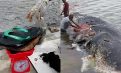Video: Cá nhà táng chết thảm vì nuốt phải 6kg rác thải chứa dép tông, cốc nhựa, túi nilon