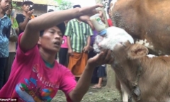 Clip: Người dân đổ xô đi xem bê con có khuôn mặt giống mèo Ba Tư