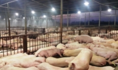 TP. Hồ Chí Minh phát hiện thêm 70 con lợn bị tiêm thuốc an thần ở lò Hòa Phú