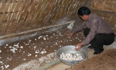 8 ý tưởng kinh danh hay tại nông thôn