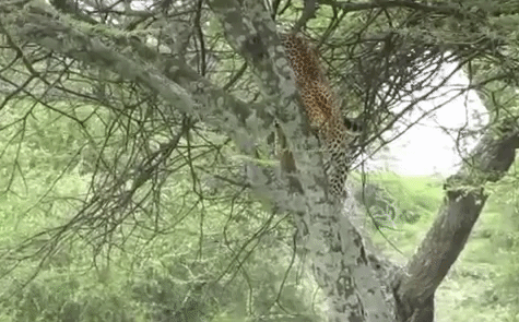 Video: Báo hoa mai phi thân kết liễu ngựa vằn, kéo xác lên cây để ăn thịt