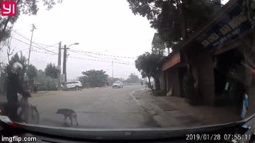 Video: Chó sang đường như tên bắn, thanh niên đi xe máy ngã văng thảm khốc