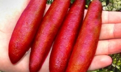 Nhà giàu Việt phát sốt với chanh ngón tay vị lạ giá 3,5 triệu/kg