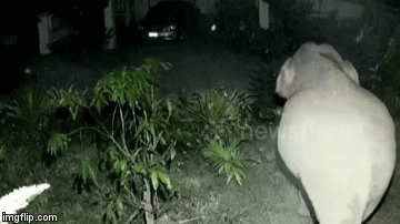 Video: Voi rừng đập phá cửa nhà dân hái trộm chuối giải quyết cơn đói rồi lững thững bỏ đi