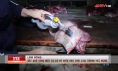 Biến heo thải loại thành heo rừng bằng thuốc nhuộm tóc