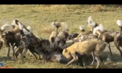Video: Bầy chó săn bao vây, tấn công sói đồng cỏ
