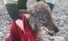 3 công nhân cứu sói đông cứng dưới băng vì nhầm là chó