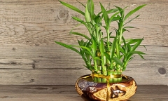 Muốn tài lộc gõ cửa đừng quên trồng 5 loại cây may mắn này trong nhà