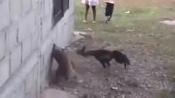Video: Gà hung hăng tấn công, chó sợ hãi nép vào tường