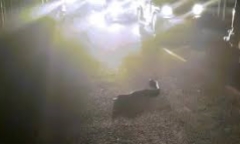 Video: Rắn hổ mang cực độc bò qua đường và hành động bất ngờ của người đàn ông
