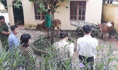 Ly kỳ chuyện giám định ADN để tìm chủ nhân cho con bò