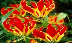 Ngoắt nghẻo: Loài hoa đẹp trong “hồ sơ thần chết” ở Việt Nam