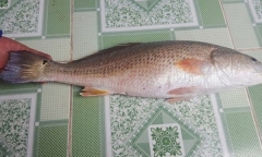 Ngư dân bắt được cá