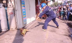 Bắt chó thả rông: Vất vả vì chó