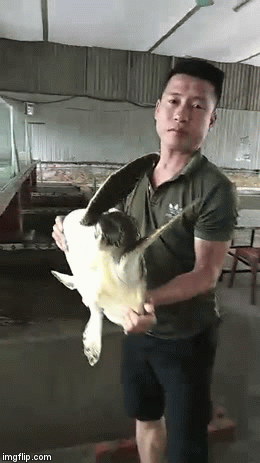 Cận cảnh rùa biển quý hiếm nặng 8kg sa lưới ngư dân