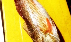 Ngư dân Bình Định câu được 