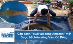 Cận cảnh 