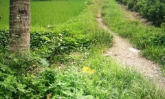 Bé trai sơ sinh còn nguyên dây rốn bị bỏ ở bãi rác sống sót kỳ lạ
