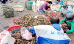 Chưa tìm ra nguyên nhân tôm hùm chết hàng loạt ở Phú Yên gây thiệt hại 700 tỷ đồng