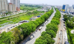 Hà Nội xem xét chặt hạ, di chuyển hơn 1.300 cây xanh để làm đường