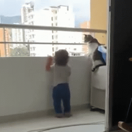 Video: Chú mèo thông minh ngăn em bé đu bám thanh chắn ban công chung cư cao tầng
