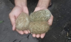 Tin tức đời sống mới nóng nhất ngày 22/5/2019: Phát hiện 3 vật thể lạ nghi cát lợn quý hiếm