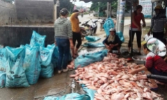 Kon Tum: Truy tìm nguyên nhân 100 tấn cá chết trên hồ thuỷ điện Plei Krông