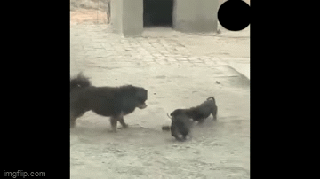 Video: Nhìn hai con giành đồ chơi, chó mẹ ngao ngán bỏ đi 