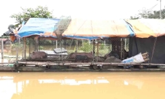 Sạt lở đê ở Chương Mỹ: 