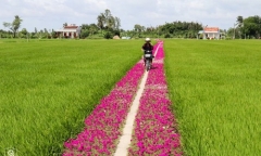 Ngắm con đường ngập tràn sắc hoa mười giờ lãng mạn nhất Tiền Giang