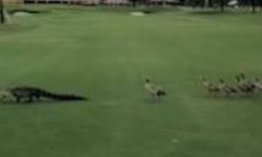 Video: Siêu hài hước đàn vịt đuổi cá sấu chạy khắp sân golf 