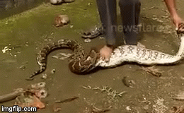 Video: Ghê rợn cảnh người đàn ông liên tục giẫm lên bụng trăn bắt nôn hai con gà ra