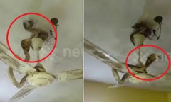 Video: Đôi rắn hổ mang treo mình vắt vẻo trên quạt trần để tránh lũ