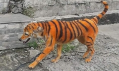 Đang thong dong về nhà, chàng trai 