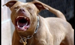 Hà Nội: Chó Pitbull nổi điên cắn chết người thân chủ nhà