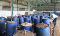 TP.HCM: Phát hiện thêm cơ sở sản xuất ớt ngâm muối lẫn côn trùng