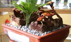 Clip: Nấm linh chi bonsai độc lạ hút khách Thủ đô dịp Tết Mậu Tuất