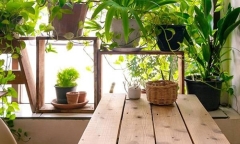 Trồng những cây cảnh này: Nhà vượng, sức khỏe tăng