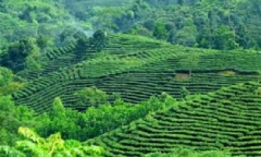 Điều tra vụ thi thể người phụ nữ bị trói tay trên đồi chè